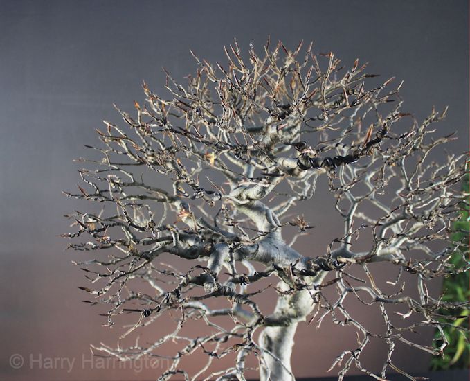 beech bonsai
